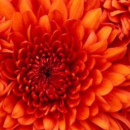 malvinush's profile picture. 