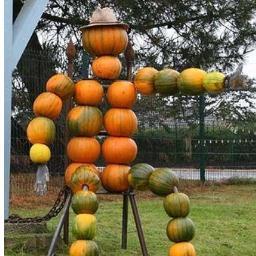 hs_pumpkins's profile picture. Pumpkin Farmer in the heart of Shropshire! henry.s@btinternet.com