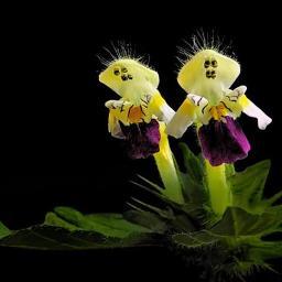 CandanCan55's profile picture. Dün geçti!  Bugünü Düşünürüm.. Yarın varmı?