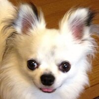さとうころん (@collon_1106) Twitter profile photo