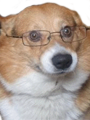 Corgi with Glasses