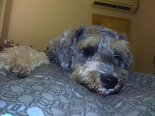 gg_daphne's profile picture. TV Addict..... thus I love my job!