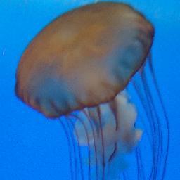 chknuponit's profile picture. A quirky compendium of contrarian science, seasoned with a dash of conservative politics. Tweets my own.