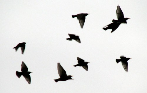 the_paper_house's profile picture. Fine Paper Creations . hand-drawn cards . wrap . print                             thepaperhouse@icloud.com