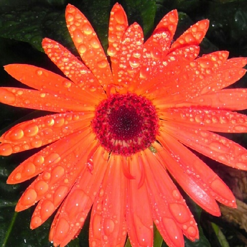 JpelusoJ's profile picture. 2nd grade teacher, mother of 3 boys, gardener, loves photography, loves to read, loves animals