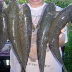 I love to fish. And I love to read and review ebooks on Amazon Kindle and NOOKbook.
