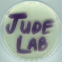 Jude Lab(@JudeLab_Bard) 's Twitter Profile Photo