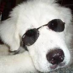 Tonka_Dog's profile picture. I am a blind Great Pyrenees that loves everyone and everything. Follow me on my adventures. #blinddog #disableddog