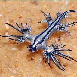 SavariKensi's profile picture. Viviendo en un mundo al revés