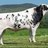 picston_shottle's profile image