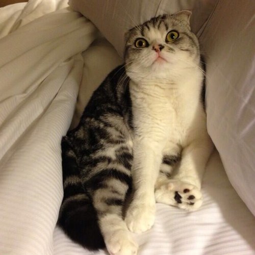 Hello fellow eathlings, my name is Georgia! I come in peace as Swiftie♥ #NoHate I follow back, just ask:) 07/02/13 best night ever.