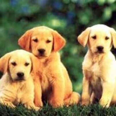 dogs with cancer dogs with cancer k9cancerinfo dogs with cancer dogs with cancer k9cancerinfo
