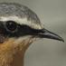 Martin Suanjak (@birdingsuanjak) Twitter profile photo Martin Suanjak (@birdingsuanjak) Twitter profile photo