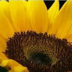 @SparklySunflowr