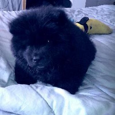 Grizzwald On Twitter It Might Be Time For A Haircut Fluffy