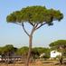 Pinus Pinea (@pineapinea) Twitter profile photo Pinus Pinea (@pineapinea) Twitter profile photo
