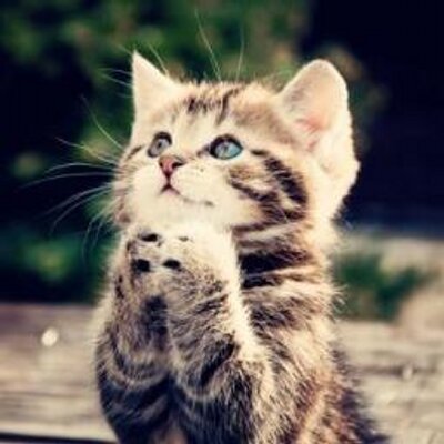 Animaux Mignons Animalmignon Twitter Animaux Mignons Animalmignon Twitter