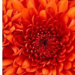 AkiMatsuri86's profile picture. Passion is in all great searches and is necessary to all creative endeavors - W. Eugene Smith