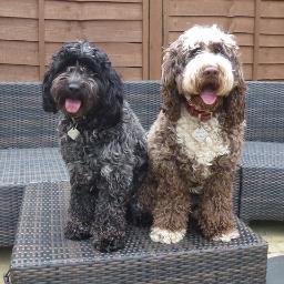 My name is Helen and I live in Fleet with my boyfriend Ian @HantsDude and our two Cockapoos, Ruby and Pepper.