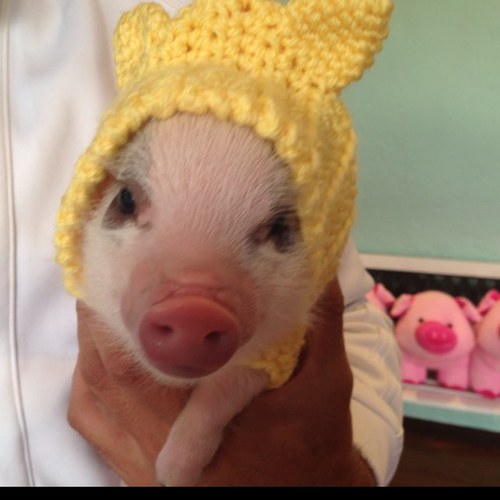 soy un minipig juguetón y coqueto