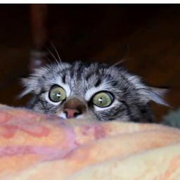 Hacker, but mostly stalker, who has decided to randomly follow random people and see what happens.
I like cats.