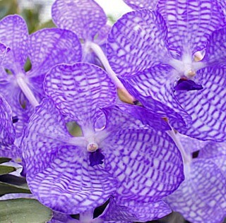 I love Vanda coerulea,and other all orchids.V.coerulea,Found in India, Myanmar and Thailand on exposed dwarf oak trees or in deciduous forests in areas.