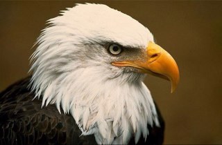 hanoush61's profile picture. My tweets are 18+||Don't Piss Me ..I will kick your Ass