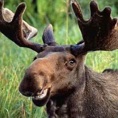 mammamoose21's profile picture. 