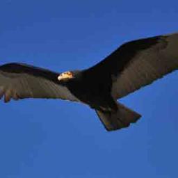 ZamuroSimonero's profile picture. Carroñero de las noticias en la USB. Nada de lo que diga puede ser en serio.