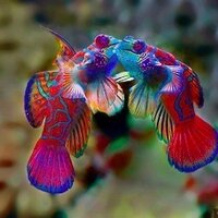 Tim Rowland (@sanctionedfreed) 's Twitter Profile