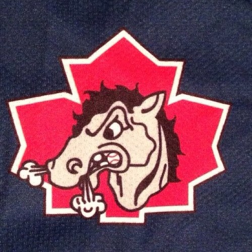 Saskatoon Stallions Profile