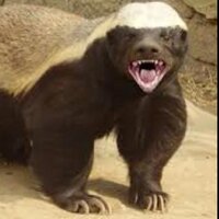 HoneyBadjer (@thehoneybadjer) 's Twitter Profile