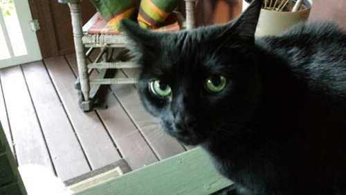 IdgiekatShurber's profile picture. Fortitude with feline spirite.  Feed your brain....listen to awesome music. #MusicAndCats