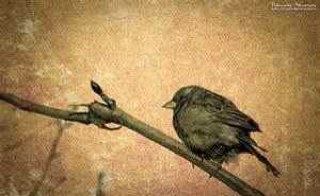 flylesscat's profile picture. 