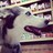 LollieGator's profile image