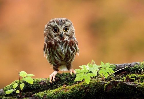 fernleaf1976's profile picture. Normark Landscapes