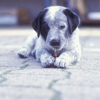 SantAngelo (@sant_angelo75) Twitter profile photo