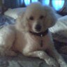 TeresaCoico's profile picture. An Italian Jersey girl, originally from Queens NY. Love my doggies, Broadway, Hugh Jackman, H50, especially Alex & Scott, but love the whole cast!!