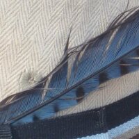 Jacob Ryan (@gonzowithgusto) 's Twitter Profile Photo