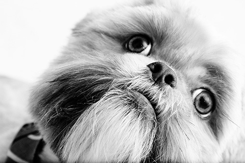 Hi! My name is Ducky! I am a shih-tzu that loves to share my daily doings with friends! You can follow me on here or Facebook at http://t.co/6UjZg6lK7U !