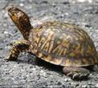 boxturtles1's profile picture. 