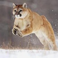 ديوث ليبي مبادل (@hpmoha) Twitter profile photo