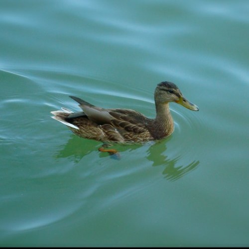 dinosann's profile picture. 