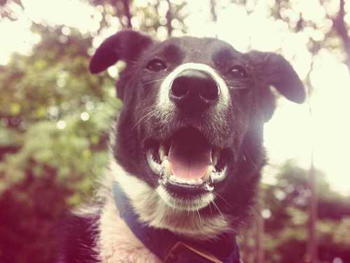 hello! my name is Pat Im a just over one year old black & white collie cross!I love swimming and going to d seeside wiff me bruvva @SeanDaSheepdog!