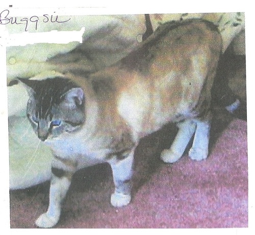 boxlar's profile picture. Free Beard