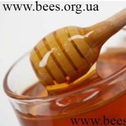 Igor_890's profile picture. Интернет-магазин Пчелка  предлагает купить:  мед липовый, мед гречишный, мед подсолнечный, мед акациевый, перга, воск, забрус, пыльцу.