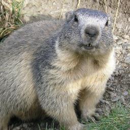 zugspitzlauf's profile picture. Durchn Wald und so ...