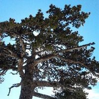 Parco del Pollino (@parcodelpollino) 's Twitter Profile