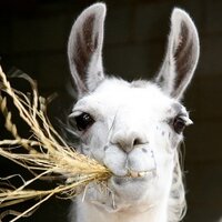 Cannon Hall Farm (@cannonhallfarm) 's Twitter Profile Photo Cannon Hall Farm (@cannonhallfarm) 's Twitter Profile Photo