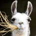 Cannon Hall Farm (@cannonhallfarm) Twitter profile photo Cannon Hall Farm (@cannonhallfarm) Twitter profile photo
